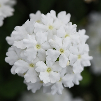 Verbena peruviana - Verbena 'Firehouse White Improved'