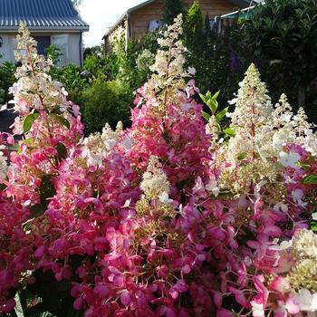 HYDRANGEA FLARE - Flare panicle hydrangea