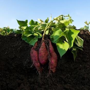 Sweet Potato