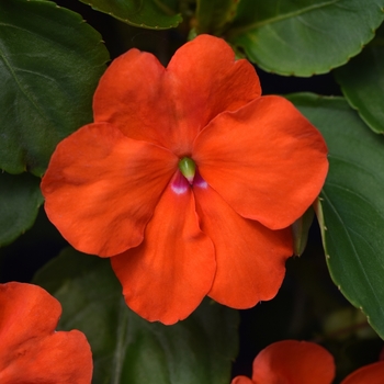 Impatiens walleriana - Impatiens 'Beacon Orange'