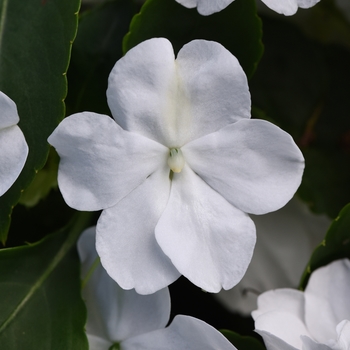 Impatiens walleriana - Impatiens 'Beacon White'