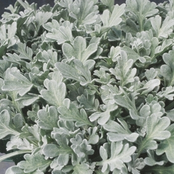 Artemisia stelleriana - Silver Cascade®