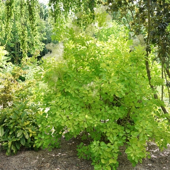 Cotinus coggygria - Winecraft Gold®