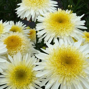 Leucanthemum x superbum - Shasta Daisy 'Real Glory'