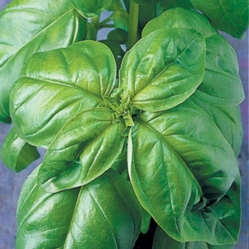 Ocimum basilicum - Genovese Basil