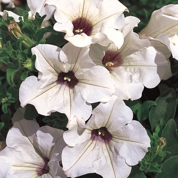 Petunia hybrid - Surfinia® White