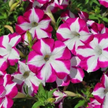 Petunia hybrid - Blanket® 