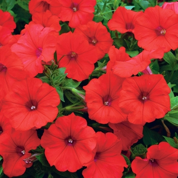 Petunia hybrid - Surfinia® Red