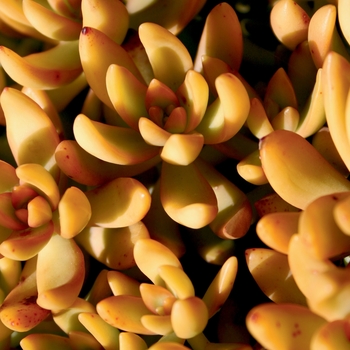 Sedum nussbaumerianum - Coppertone 