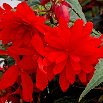 Begonia x hybrida - Funky® Orange