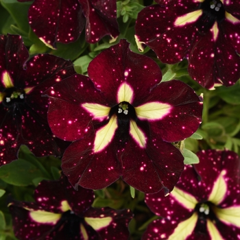Petunia x hybrida - Petunia 'Headliner™ Starry Sky Burgundy'