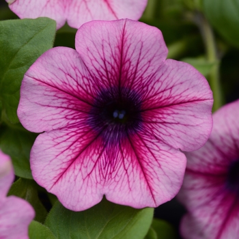 Petunia hybrid - Petunia 'Sunpassion Cherry Vein'