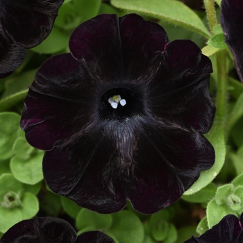 Petunia hybrid 'Multiple Colours' - Starlet™
