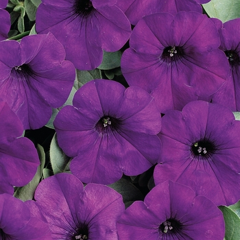 Petunia - Petunia 'Easy Wave Blue'