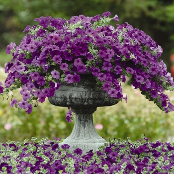 Petunia - Petunia 'Easy Wave Blue'