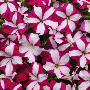 Petunia hybrida - Petunia 'Easy Wave Burgundy Star'