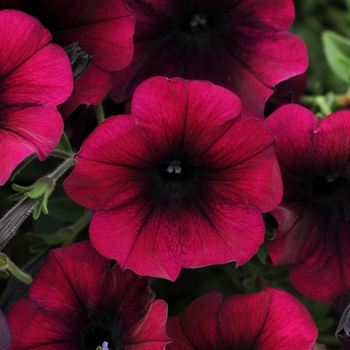 Petunia hybrida - Petunia 'Easy Wave Burgundy Velour'