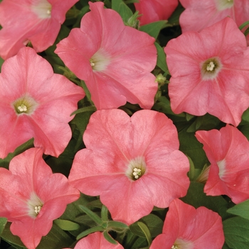 Petunia hybrida - Easy Wave® Coral Reef