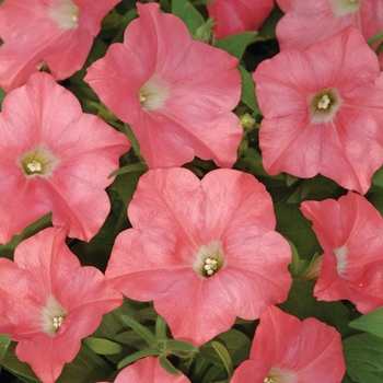 Petunia hybrida - Easy Wave® Coral Reef