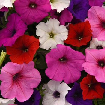 Petunia hybrid - Easy Wave® Formula Mix