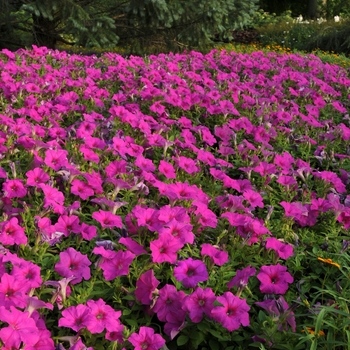 Petunia x hybrida - Petunia 'Easy Wave Neon Rose'