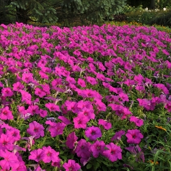 Petunia x hybrida - Easy Wave® Neon Rose