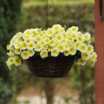 Petunia hybrida - Petunia 'Easy Wave Yellow'