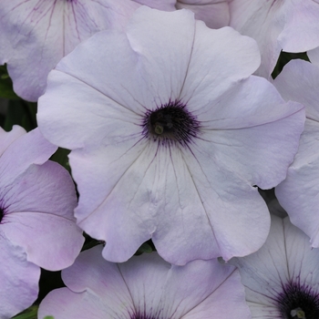 Petunia hybrida - Petunia 'Easy Wave Silver'