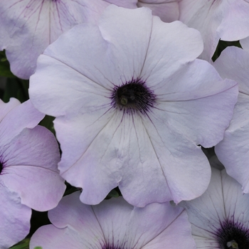 Petunia hybrida - Easy Wave® Silver