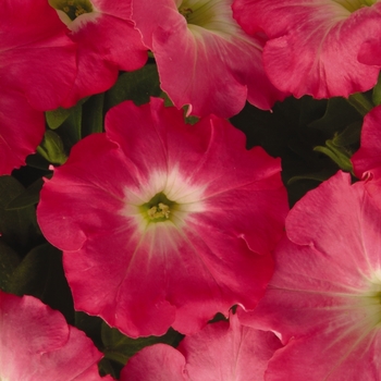 Petunia hybrida - Petunia 'Easy Wave Rosy Dawn' 