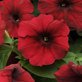 Petunia hybrida - Easy Wave® Red Velour