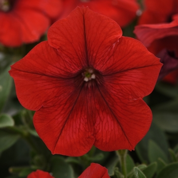 Petunia hybrida - Petunia 'Easy Wave Red' 
