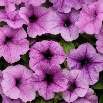 Petunia hybrida - Petunia 'Easy Wave Plum Vein'