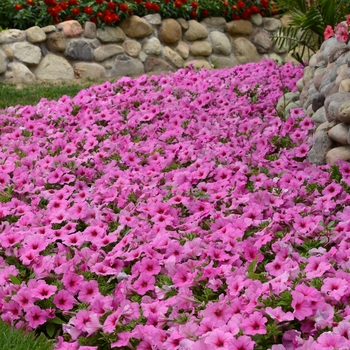Petunia hybrida - Petunia 'Easy Wave Pink Passion'