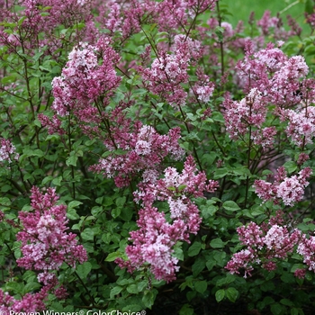 Syringa x - Scent and Sensibility™ Pink