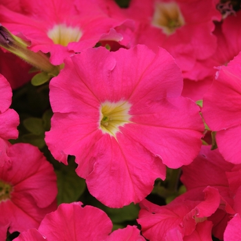 Petunia x hybrida - Petunia 'Dreams Rose' 