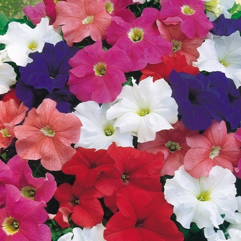 Petunia x hybrida - Petunia 'Dreams Mix'