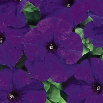 Petunia hybrida - Petunia 'Dreams Midnight'