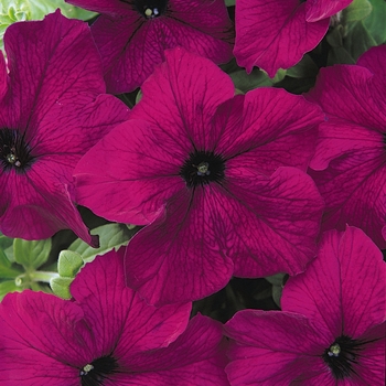 Petunia hybrida - Petunia 'Dreams Burgundy'