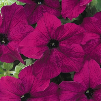 Petunia hybrida - Dreams™ Burgundy