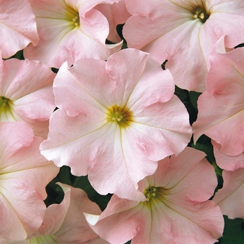 Petunia hybrida - Petunia 'Dreams Appleblossom'