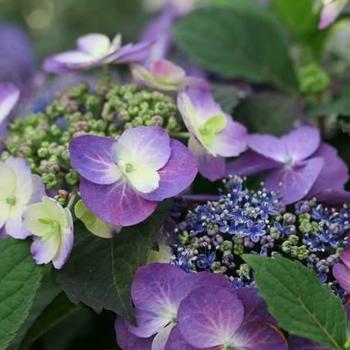 Hydrangea serrata - Tuff Stuff™