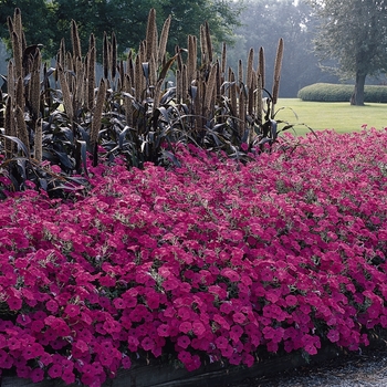 Petunia hybrida - Petunia 'Tidal Wave Hot Pink'