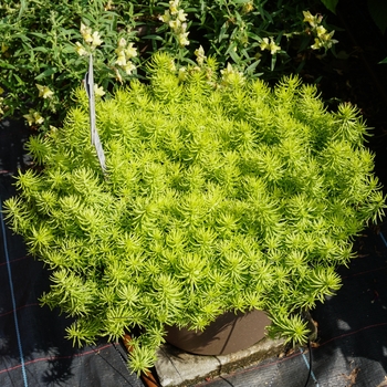 Sedum rupestre (Stonecrop) - Sedum 'Sahara'