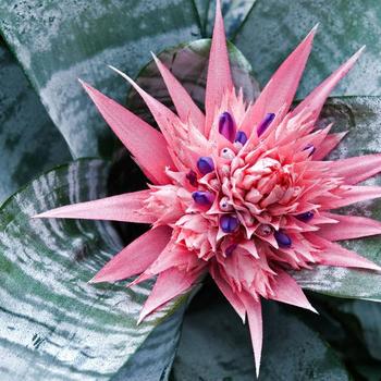 Achmea 'Tropic Torch' - Bromeliad