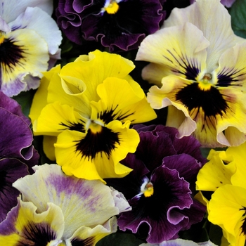 Viola cornuta - Pansy 'Frizzle Sizzle Mini Mix'