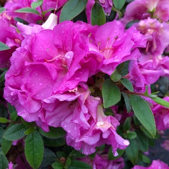 Rhododendron x - Perfecto Mundo® Double Purple