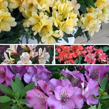 Alstroemeria - Alstroemeria 'Multiple Varieties'