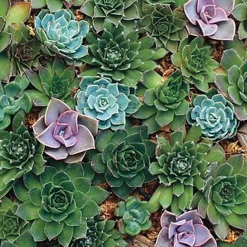 Sempervivum 'Braunii' - Hen and Chicks