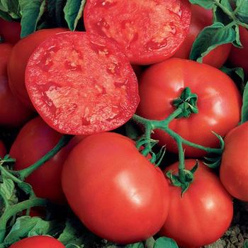 Beefsteak Tomato - Tomato 'Beefsteak'